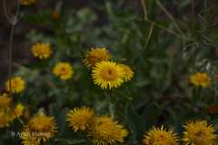 Inula obtusifolia